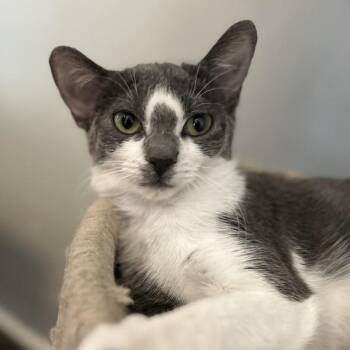 Domestic Short Hair Cats Available for Adoption - Patty | PetCurious