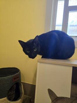 Kevin -  Domestic Short Hair Cat for Adoption in Vancouver, Washington - Kevin | PetCurious
