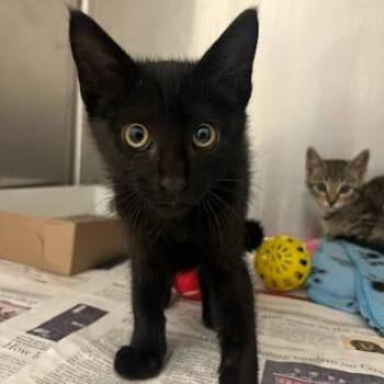 Captain Hook -  Domestic Short Hair Cat for Adoption in Hendersonville, North Carolina - Captain Hook | PetCurious