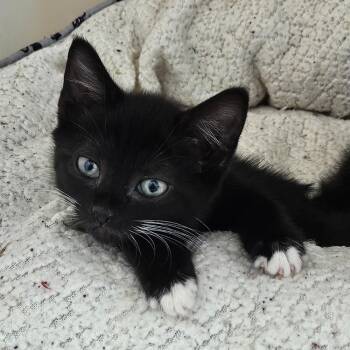 Livia -  Domestic Short Hair Cat for Adoption in Baltimore, Maryland - Livia | PetCurious