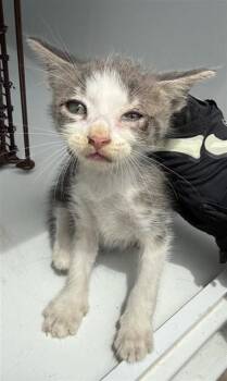 A657420 -  Domestic Short Hair Cat for Adoption in Houston, Texas - A657420 | PetCurious