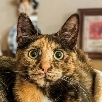 Callie -  Domestic Medium Hair Cat for Adoption in Lynchburg, Virginia - Callie | PetCurious