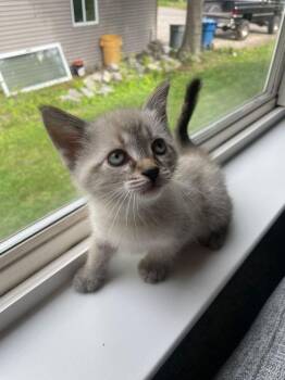 Boo -  Domestic Short Hair Cat for Adoption in Ferndale, Michigan - Boo | PetCurious