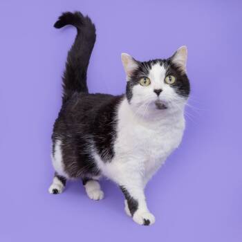 Domestic Short Hair Cats Available for Adoption in Franklin, Tennessee - Rachael | PetCurious