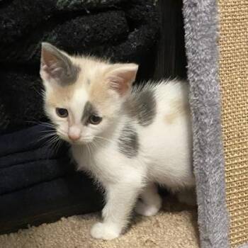 Domestic Short Hair Cats Available for Adoption in Wilkesboro, North Carolina - Sprinkle | PetCurious