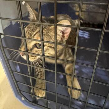 Murphy -  Domestic Short Hair Cat for Adoption in Winston-salem, North Carolina - Murphy | PetCurious