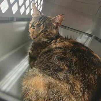 Garden Salsa -  Domestic Short Hair Cat for Adoption in Chattanooga, Tennessee - Garden Salsa | PetCurious