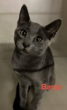 Banjo -  Domestic Short Hair and Russian Blue Cat for Adoption in Zimmerman, Minnesota - Banjo | PetCurious