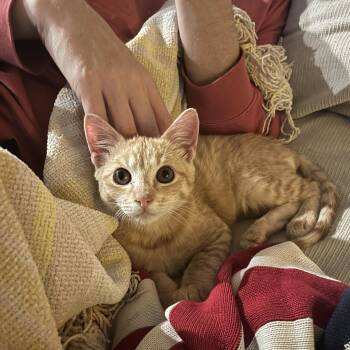 Mr Gattie -  Domestic Short Hair Cat for Adoption in Austin, Texas - Mr Gattie | PetCurious