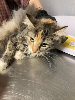 Charlotte -  Domestic Short Hair Cat for Adoption in Cincinnati, Ohio - Charlotte | PetCurious