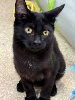 Rescue Domestic Short Hair Cats for Adoption in Seneca, South Carolina - Mr. Big $50 | PetCurious