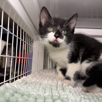 Domestic Short Hair Cats Available for Adoption - Lucky One Lemonade | PetCurious