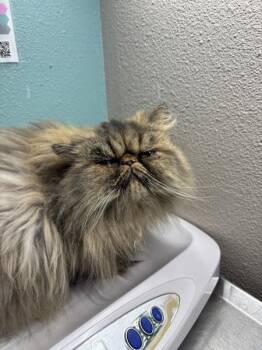 Mia -  Persian Cat for Adoption in Sherwood, Oregon - Mia | PetCurious