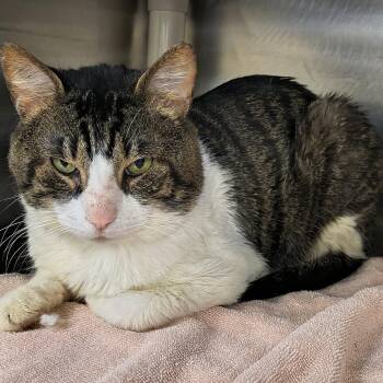 Domestic Short Hair Cats Available for Adoption - Jerry | PetCurious