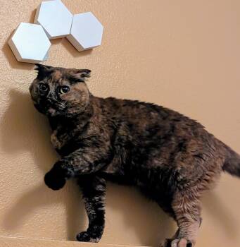 Rescue Scottish Fold Cats for Adoption in Lewiston, Idaho - Betty **COURTESY POST** | PetCurious