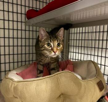 Domestic Short Hair Cats Available for Adoption - Meaches | PetCurious