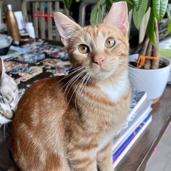 Churo -  Domestic Short Hair Cat for Adoption in Jacksonville, Florida - Churo | PetCurious