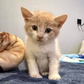 Dodge -  Domestic Short Hair Cat for Adoption in Long Beach, California - Dodge | PetCurious