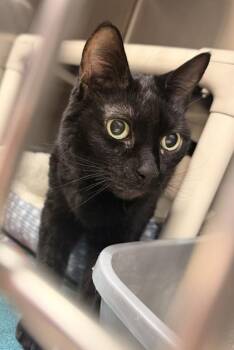 Domestic Short Hair Cats Available for Adoption - Shorty Girl Minnie | PetCurious