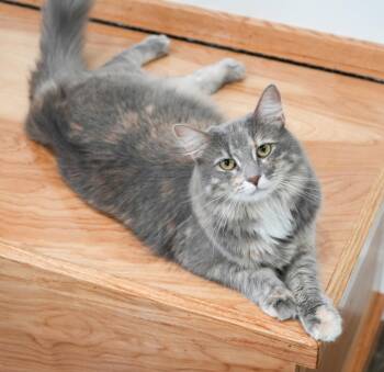 Oreo is SPECTACULAR - sweet therapy cat potential and LOVES EVER -  Ragdoll and Dilute Tortoiseshell Cat for Adoption in Bedford Hills, New York - Oreo Is SPECTACULAR - Sweet Therapy Cat Potential And LOVES EVER | PetCurious