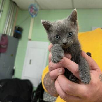 Domestic Short Hair Cats Available for Adoption - Chance In Cockeysville, MD | PetCurious