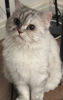 Basbousa -  Persian Cat for Adoption in Calgary, Alberta - Basbousa | PetCurious
