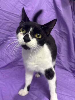 Marie Curie -  Domestic Short Hair Cat for Adoption in Statesboro, Georgia - Marie Curie | PetCurious