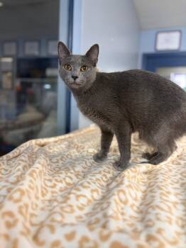 Chia -  Domestic Short Hair Cat for Adoption in Lovingston, Virginia - Chia | PetCurious