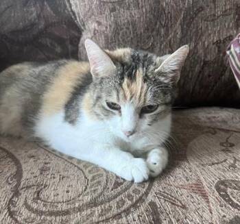 Domestic Short Hair Cats Available for Adoption in Fort Worth, Texas - Tie Dye | PetCurious