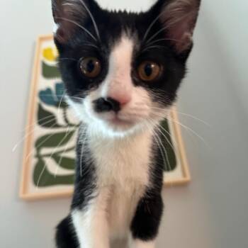 Rescue Domestic Short Hair Cats for Adoption in Evanston, Illinois - Cowgirl | PetCurious
