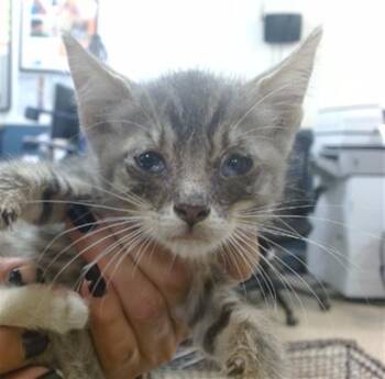 RANGER -  Domestic Short Hair Cat for Adoption in Doral, Florida - RANGER | PetCurious