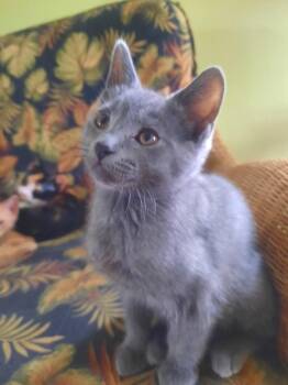 Twizzler -  Domestic Short Hair Cat for Adoption in Hamilton, Ohio - Twizzler | PetCurious