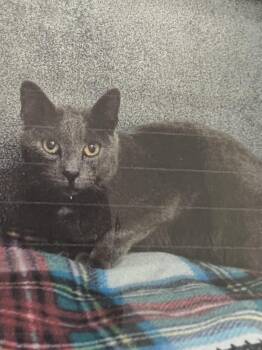 Domestic Short Hair Cats Available for Adoption in New Windsor, New York - Misty | PetCurious
