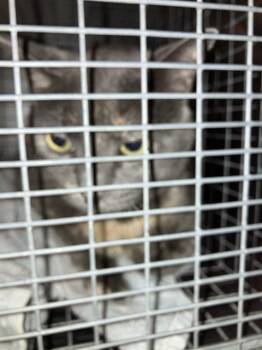MERIDA JANE -  Domestic Medium Hair Cat for Adoption in Dallas, Texas - MERIDA JANE | PetCurious