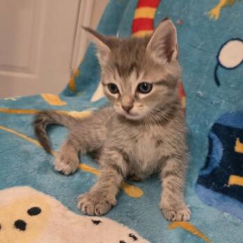Paul Revere -  Domestic Short Hair Cat for Adoption in Boerne, Texas - Paul Revere | PetCurious