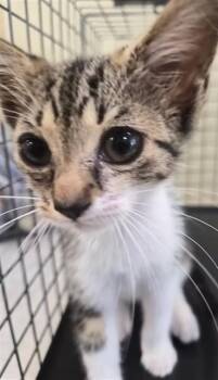 ZELDA -  Domestic Short Hair Cat for Adoption in Fort Myers, Florida - ZELDA | PetCurious