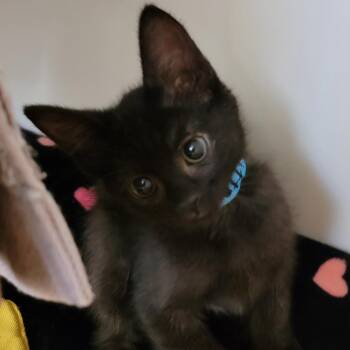 Domestic Short Hair Cats Available for Adoption in Phoenix, Arizona - Litterbug | PetCurious