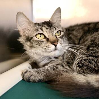 Penelope -  Domestic Medium Hair Cat for Adoption in Stafford Township, New Jersey - Penelope | PetCurious