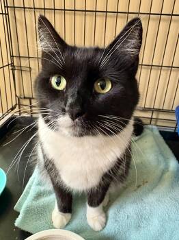 Rescue Tuxedo Cats for Adoption in Scottsburg, Indiana - Oreo | PetCurious
