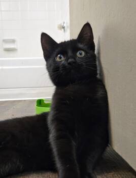 Rescue Domestic Short Hair Cats for Adoption in Broken Arrow, Oklahoma - Fable | PetCurious