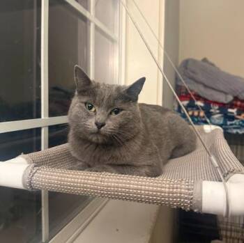 Rescue Domestic Short Hair Cats for Adoption in Everett, Washington - Tulip | PetCurious