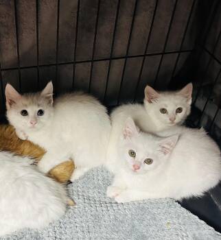 Dennis -  Domestic Short Hair Cat for Adoption in Butler, Pennsylvania - Dennis | PetCurious