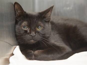 CROW -  Domestic Medium Hair Cat for Adoption in Phoenix, Arizona - CROW | PetCurious