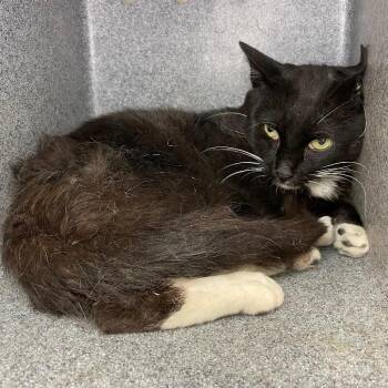 Brodie -  Domestic Short Hair Cat for Adoption in Roanoke, Virginia - Brodie | PetCurious