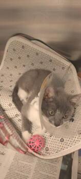 Calypso -  Domestic Short Hair Cat for Adoption in North Miami Beach, Florida - Calypso | PetCurious