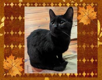 Rescue Domestic Short Hair Cats for Adoption in Grovetown, Georgia - Dennis | PetCurious