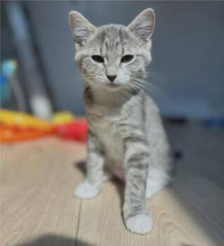 Pigeon -  Domestic Short Hair Cat for Adoption in Eugene, Oregon - Pigeon | PetCurious