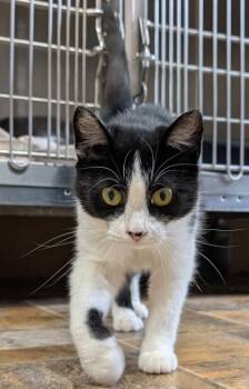 Rescue Domestic Short Hair Cats for Adoption in Shohola, Pennsylvania - Perdita | PetCurious