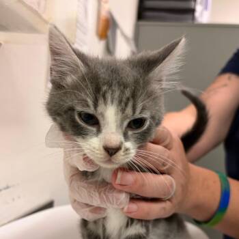 Tartar Sauce -  Domestic Medium Hair Cat for Adoption in Charleston, West Virginia - Tartar Sauce | PetCurious