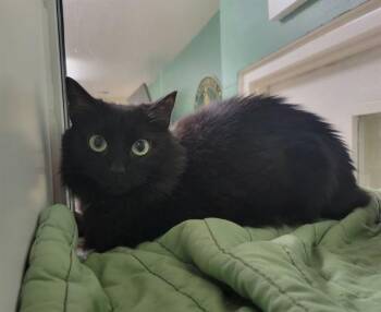 NIKA -  Domestic Medium Hair Cat for Adoption in Sarasota, Florida - NIKA | PetCurious
